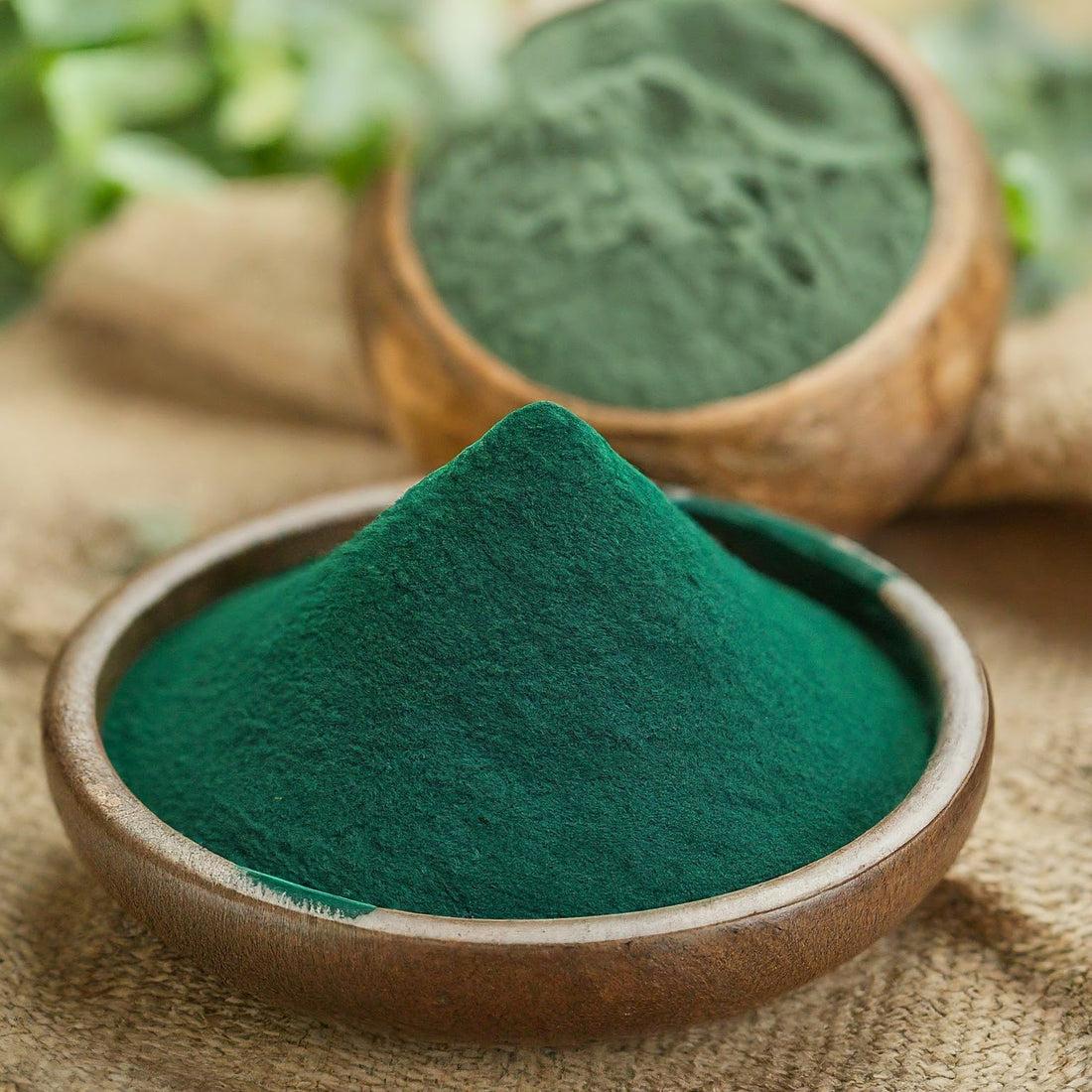 Organic Spirulina powder in a bowl.